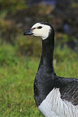 Barnacle Goose